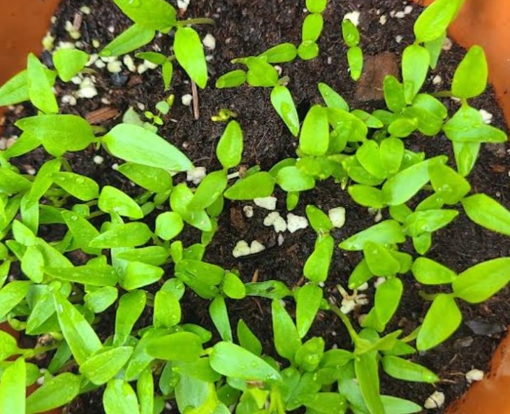 Peppers growing at UrbanYardStead